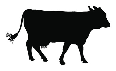 Cow vector silhouette illustration isolated on white background. Cow grazing. Milk and cheese fabric. Farm animal. Organic food.