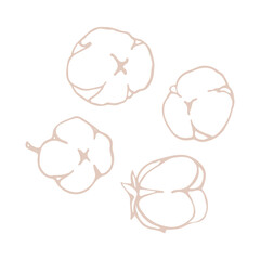 Cotton flowers and balls, rustic, elegant herb. Cotton flower for wedding invitation, greeting card, label, logo, icon. Symbol of natural eco organic. Outline. Vector hand drawn stock illustration.