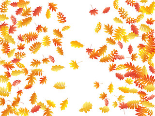 Oak, maple, wild ash rowan leaves vector, autumn foliage on white background.