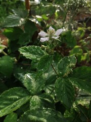 rain drops on leaves