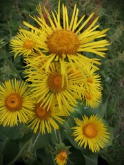 bee on sunflower