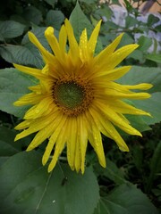 Obraz premium sunflower on a green background