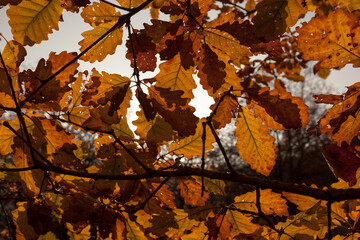 Autumn leaves background and the sky through the foliage