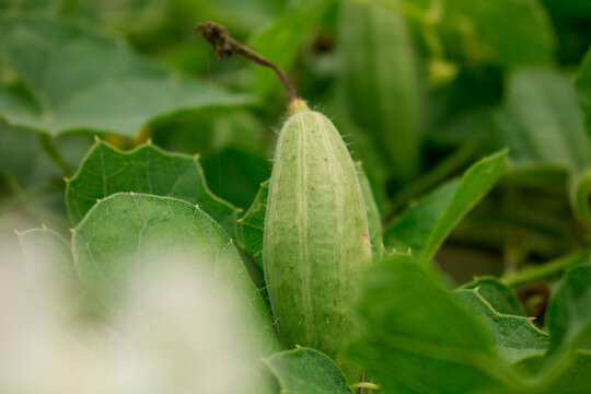 Trichosanthes dioica, also known as pointed gourd, is a vine plant in the family Cucurbitaceae, similar to cucumber and squash, though unlike those it is perennial.