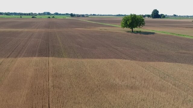 sorvolare coltivazioni di grano con strada sterrata con bordi in erba e grande albero in un giorno d'estate con all'orizzonte filari di piante