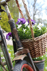 Decorative Vintage Model Old Bicycle and Spring  Flowers. Garden 