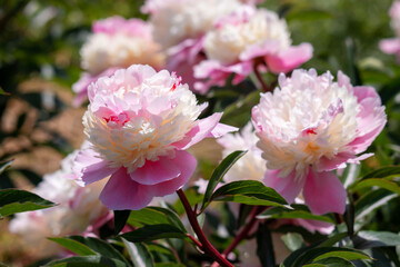 Beautiful pink peonies in the garden.