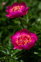 Pale pink peonies on a background of green leaves.