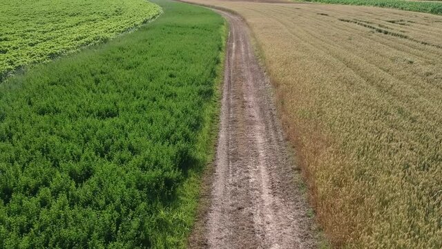 sorvolo con drone di strada sterrata attraverso coltivazioni di diverse specie agricole in una bella giornata d'estate