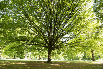 Obraz premium trees in the park