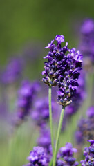 Lilac in the morning sun