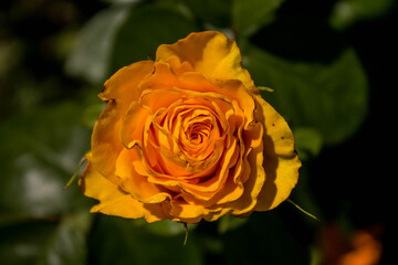 yellow blooming rose in the park