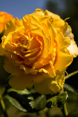 yellow blooming rose in the park