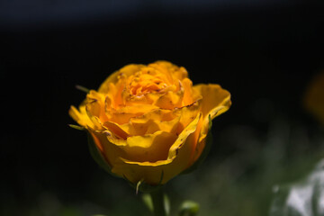 yellow blooming rose in the park