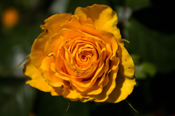 yellow blooming rose in the park
