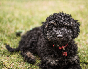 A black labradoodle puppy looking at the camera