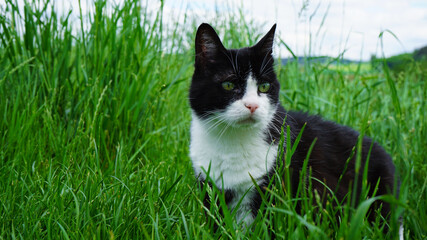 Schwarz-weiße Katze mit grünen Augen draußen im Feld