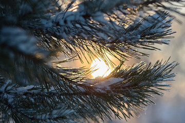 Winter sun shines through snow spruce branches