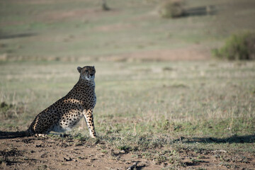 cheetah on the ground