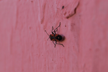 Redbug on pink wall closeup with blurred background.