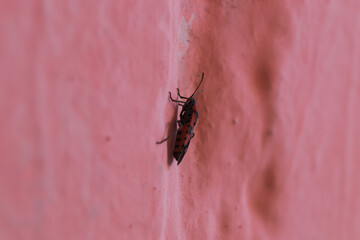 Redbug on pink wall closeup with blurred background.