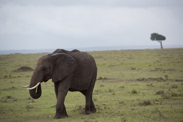 Fototapeta premium elephant