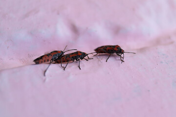 A lot of redbugs on pink wall with blurred background.