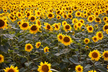 Field with sunflowers. Beautiful sunflower. Sunflower closeup. 