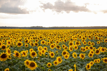 Obraz premium Field with sunflowers. Beautiful sunflower. Sunflower closeup. 
