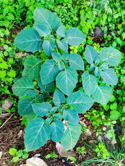 Jimsonweed. scientific name is Datura stramonium. common names are thorn apple, stinkweed, angel's trumpet, devil's snare.