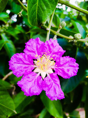 Pride of India flower. scientific name is Lagerstroemia speciosa. common names are giant crepe-myrtle, Queen's crepe-myrtle, banabá plant for Philippines. a species of Lagerstroemia.