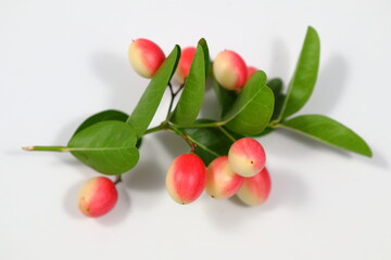 Carissa carandas L. on the white background