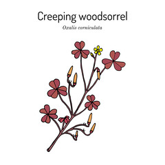 Creeping woodsorrel, Oxalis corniculata , medicinal plant