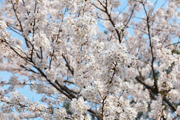 Cherry blossom sakura with blue sky