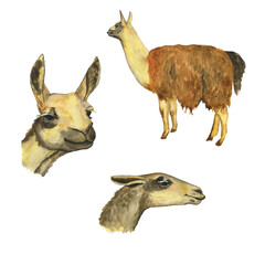 Set of alpaca or llama animal and head isolated on white background. Hand drawing illustration of cute animal with brown wool. Perfect for print, sticker; poster; banner; decoration cover.