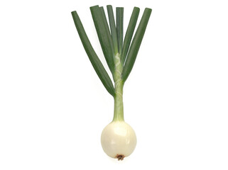 One young napiform onion isolated on a white background