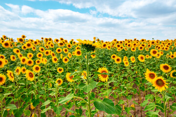 Obraz premium Field with sunflowers. Beautiful sunflower. Sunflower closeup. 