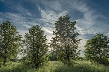Obraz premium the beginning of sunset. the sun breaks through the branches of trees