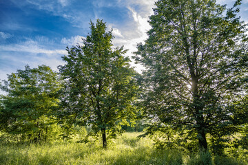 the beginning of sunset. the sun breaks through the branches of trees