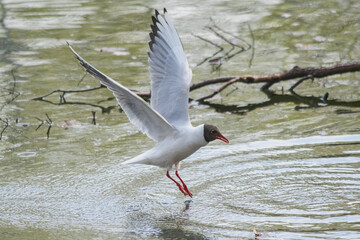 seagull fluttering over a pond, bird in flight