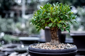 Photo of a Bonsai tree with blurry background.