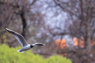 seagull fluttering over a pond, bird in flight