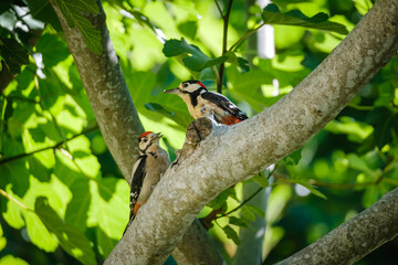 Male Great Spotted Woodpecker feeding a juvenile