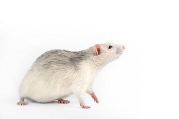 Funny and fat gray rat isolated on white background.