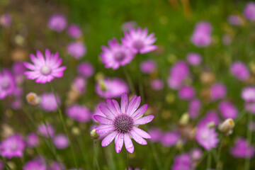 lawn with flowers after rain