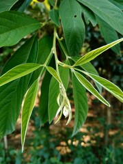 Close up green pigeon pea (also called Gude, kacang gude, kacang kayo,, kacang bali, Cajanus cajan, red gram, tur, pwa kongo, gungo peas) leaves with a natural background.