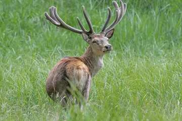 Naklejka na ściany i meble Red deer male in the grass (Cervus elaphus)