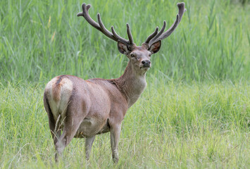 Naklejka na ściany i meble Red deer male in the grass (Cervus elaphus)