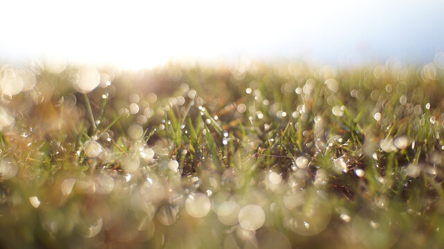 Bokeh background from the grass in the morning.