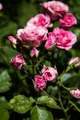 small pink rose flower on a park background